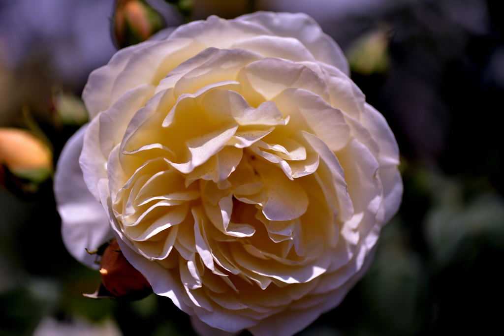 アンジェの薔薇