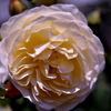 アンジェの薔薇