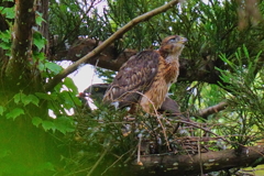 今年生まれのオオタカ幼鳥