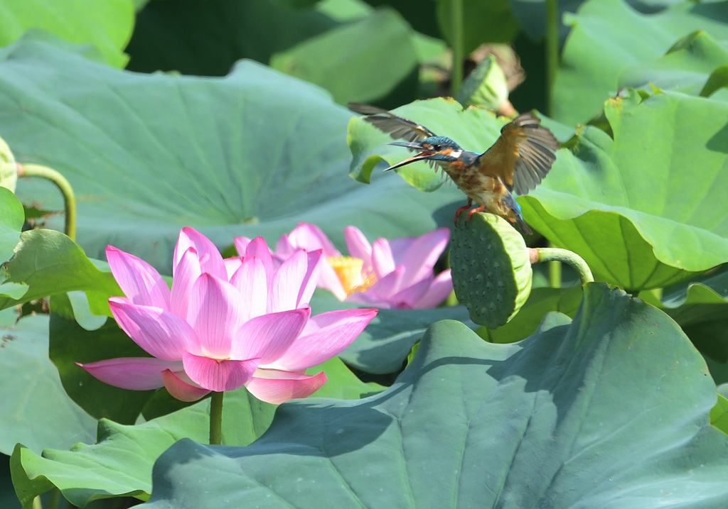 この時期のオス親