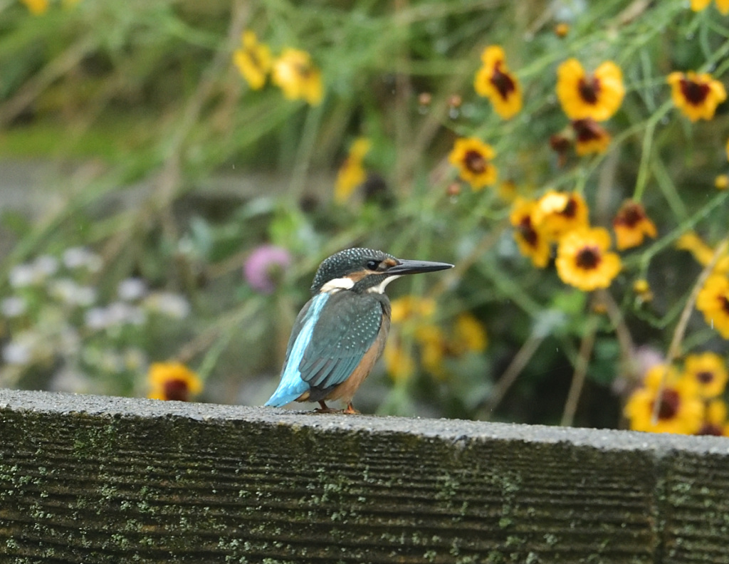 8：41黄花とともに