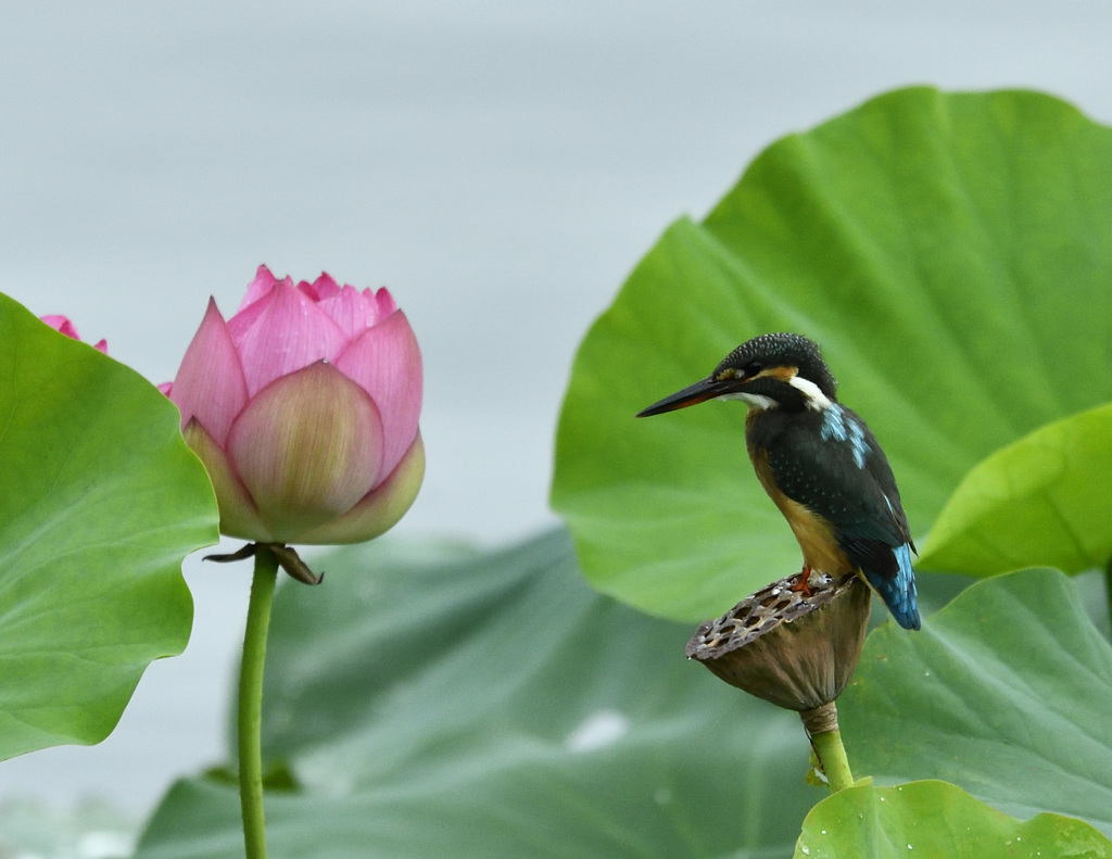 ハス池のカワセミ