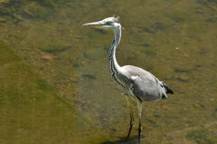 程久保川の小サギ4