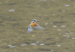 今朝のホバ4 今朝のホバ4