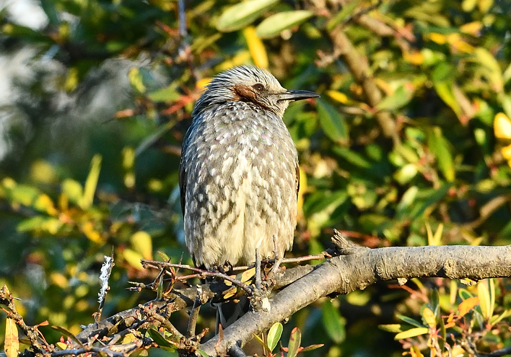 お立ち台のヒヨドリさん