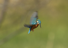 新年初ホバ10 新年初ホバ10