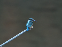 枝止まり1 枝止まり1