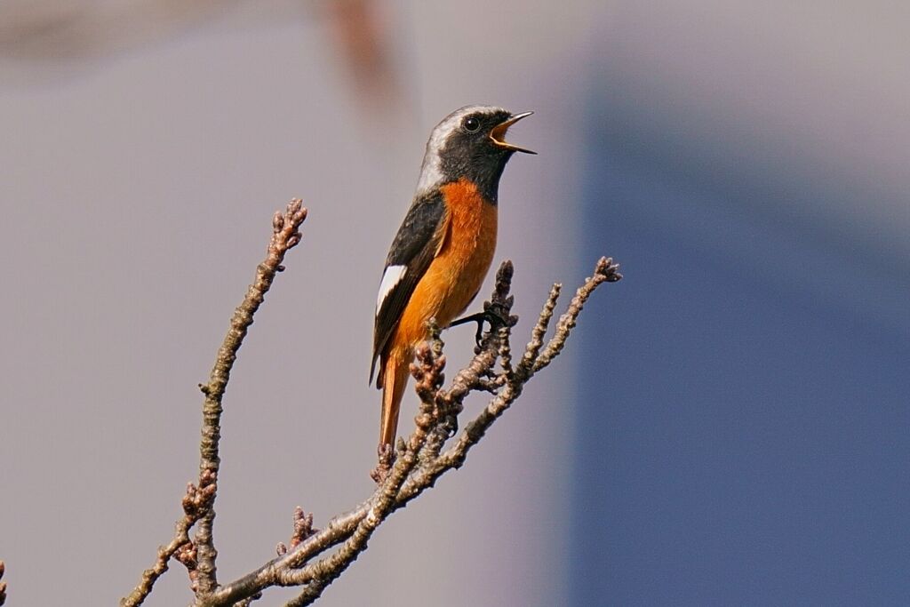 鳴いてます