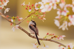 エナガと桜