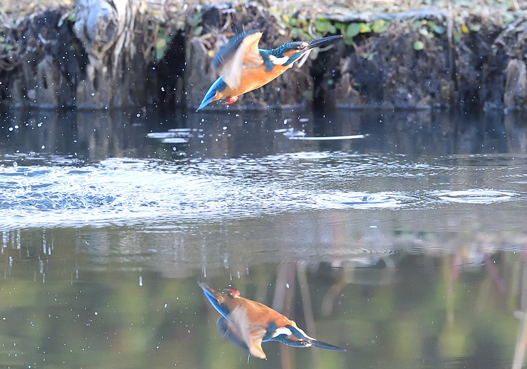 元旦K公園のオス
