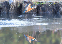 元旦K公園のオス
