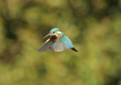 本日のホバ2 本日のホバ2