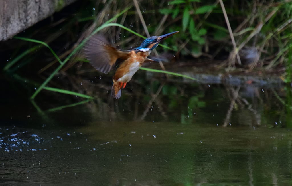 捕食失敗（写真・・・）