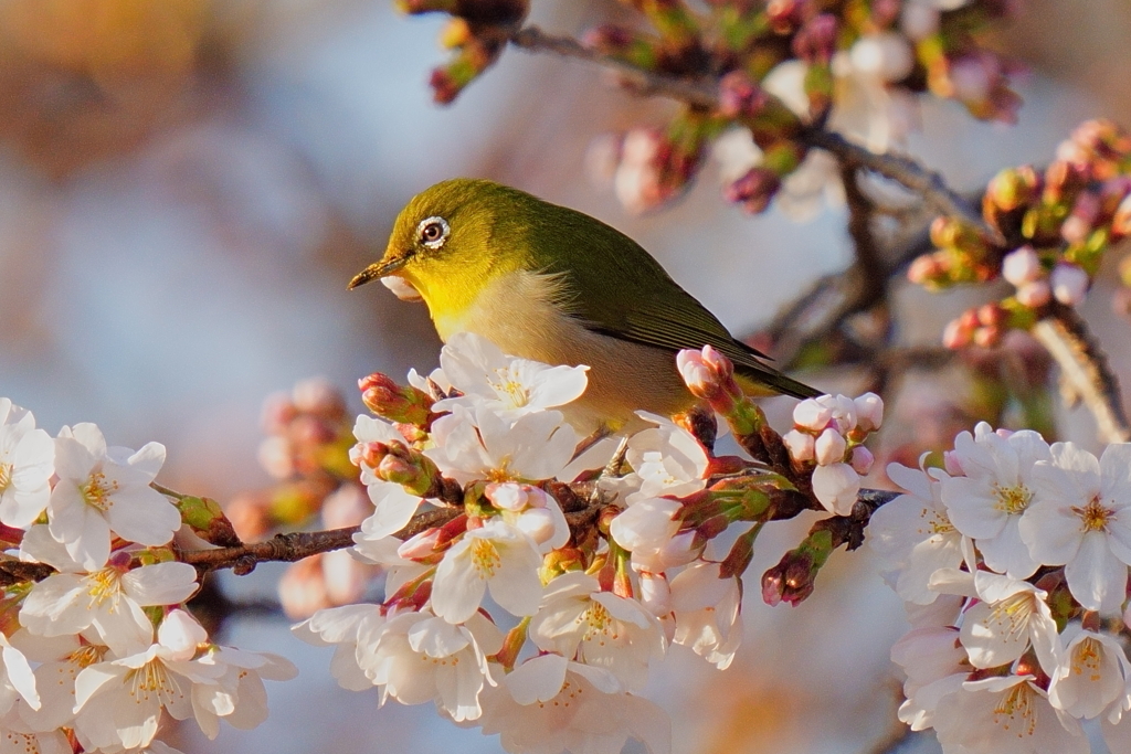 桜メジロ2