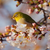 桜メジロ2