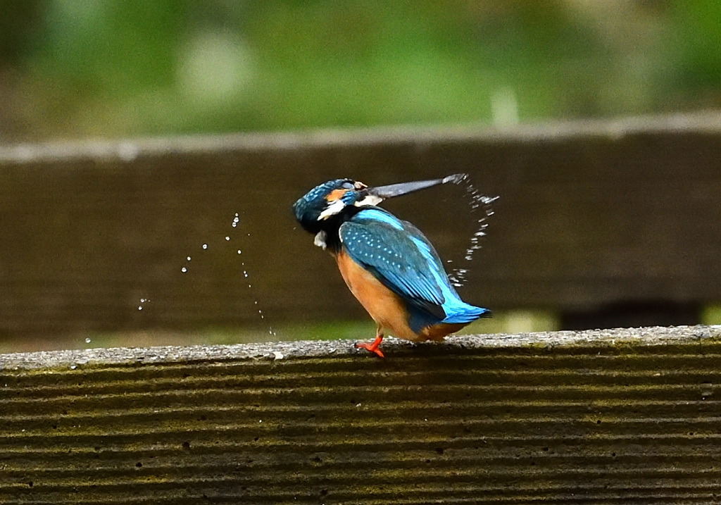 ２週間ぶりのカワ様