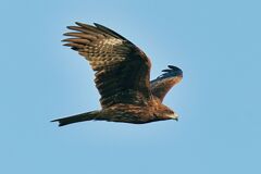 トビですが…何か? トビですが…何か?