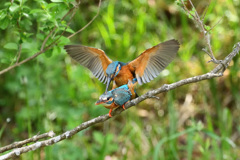 命をつなぐ営み4 命をつなぐ営み4