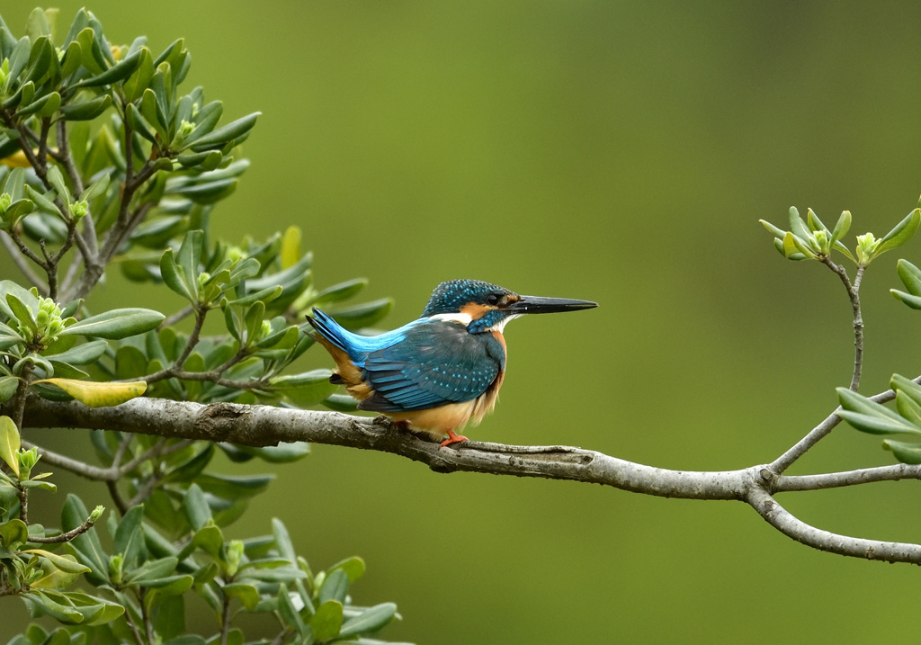 トベラお立ち台3