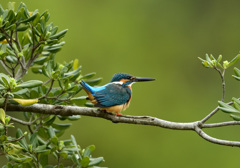 トベラお立ち台3