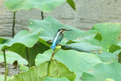 ハスカワ6