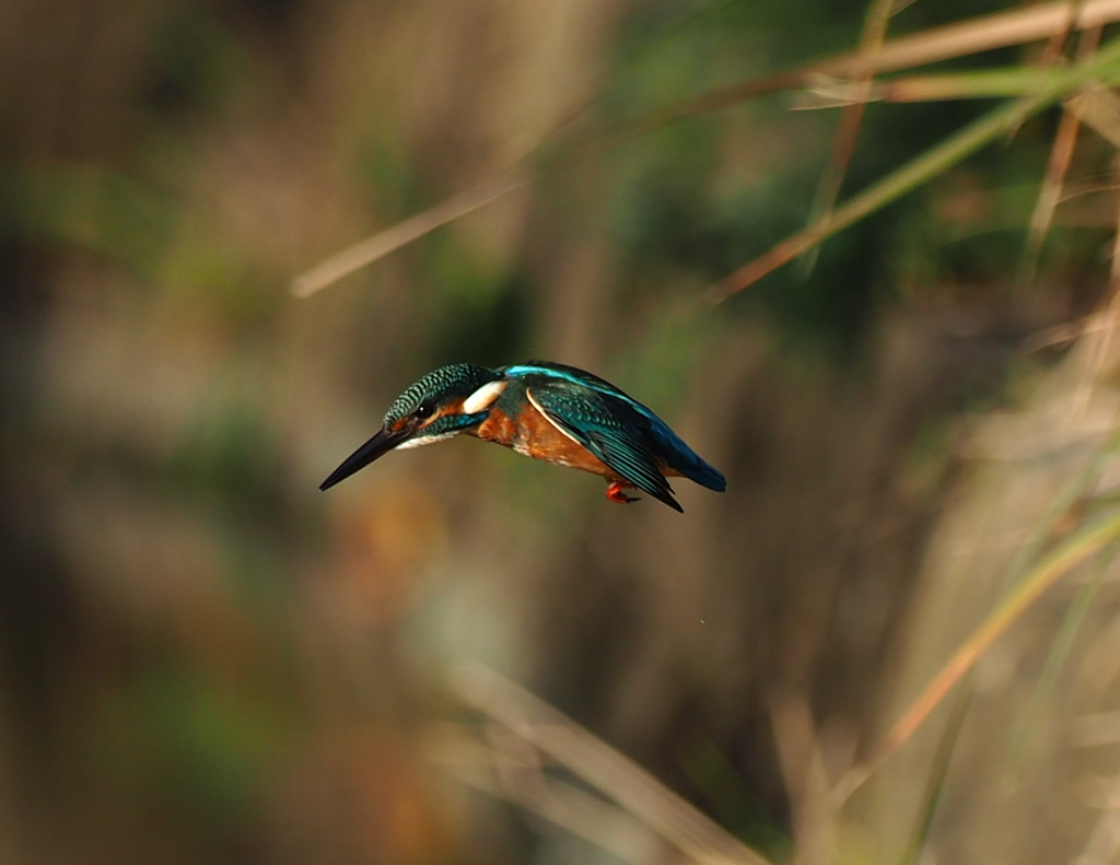 飛ぶよ！181123_082220_01