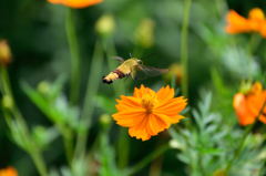 アンジェの蜂？