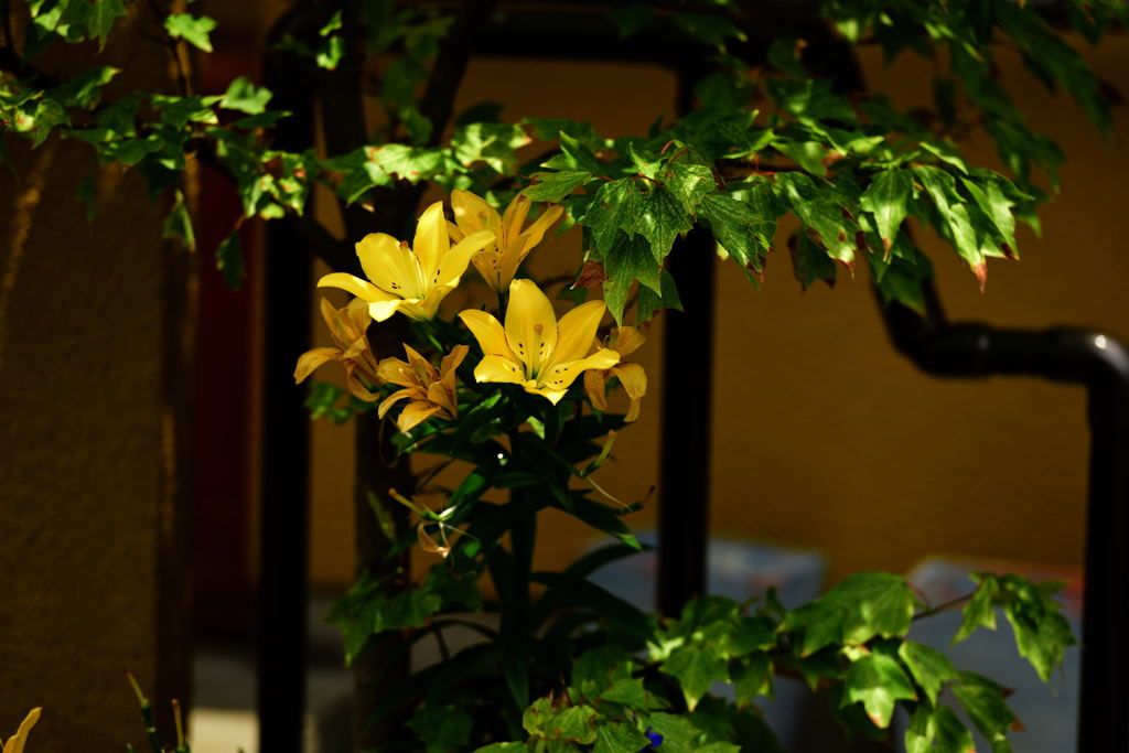 隣の花