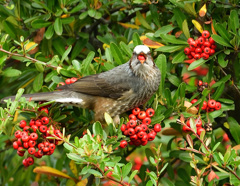 ピラの実を食うヒヨドリ2