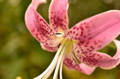 京王フラワーガーデン　アンジェ　１