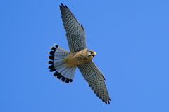 鳴くチョウゲンボウ