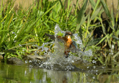 水浴びですか？