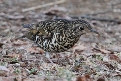 トラツグミ トラツグミ