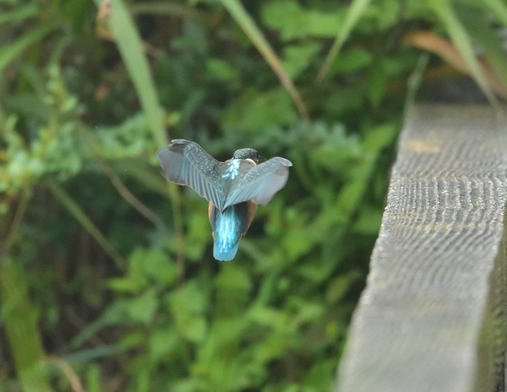 7:16欄干に飛来