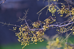 栴檀の実 栴檀の実