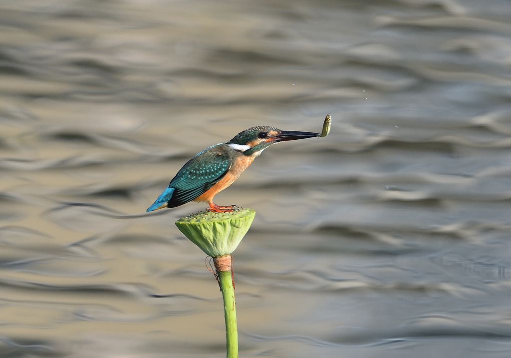 シャワーヘッドの若雄