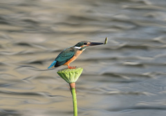 シャワーヘッドの若雄