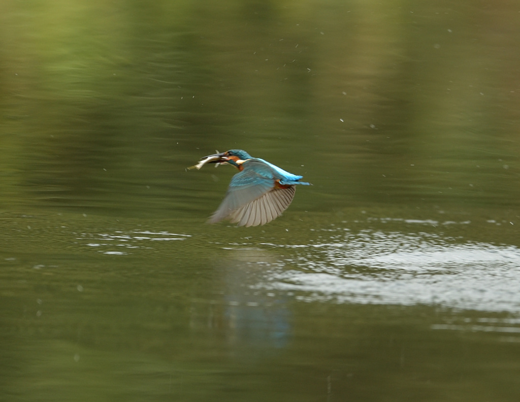 朝ごはんゲット！