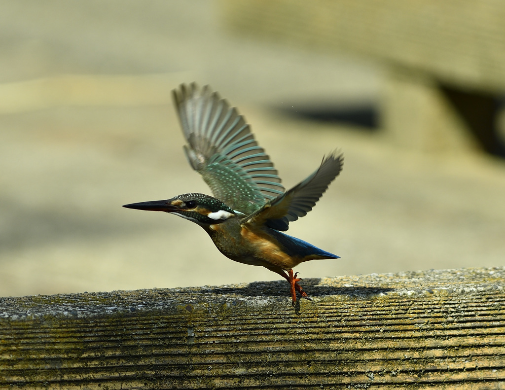 欄干のメスカワ3