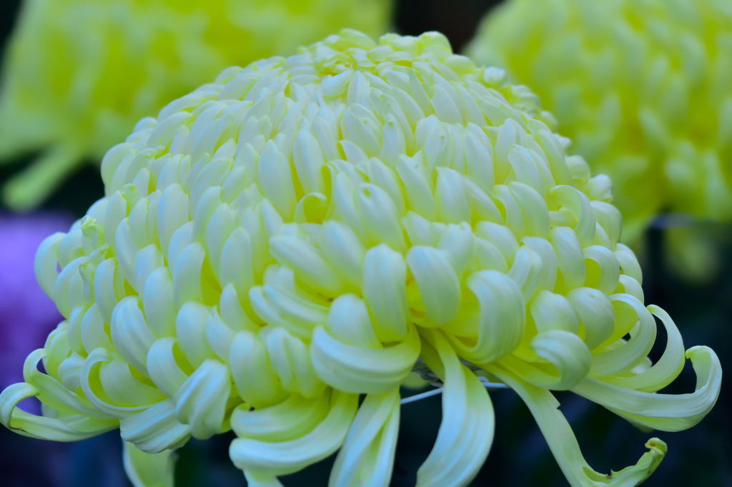 高幡不動菊まつり3