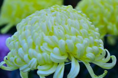 高幡不動菊まつり3