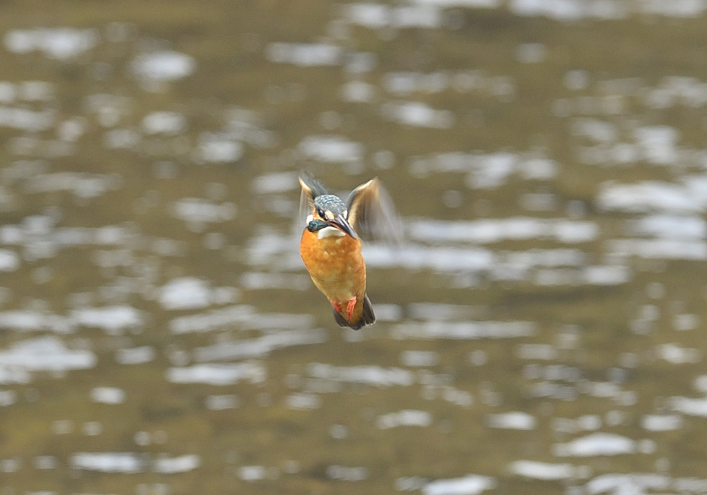 本日唯一のホバ