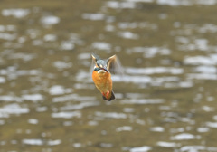 本日唯一のホバ 本日唯一のホバ