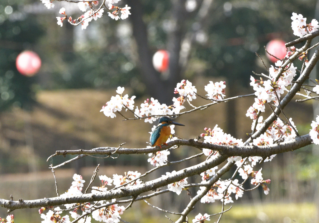 桜カワセミ