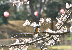 桜カワセミ