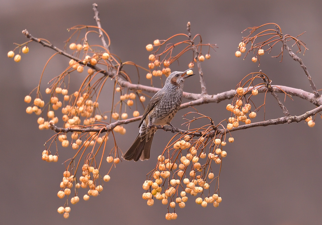 栴檀とヒヨドリ2