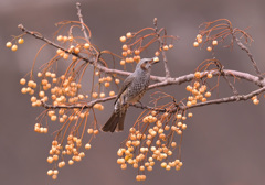 栴檀とヒヨドリ2 栴檀とヒヨドリ2
