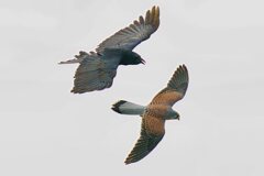 カラスに追われるチョウゲン若オス カラスに追われるチョウゲン若オス