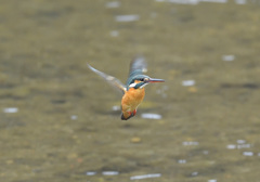 今朝のホバ1 今朝のホバ1