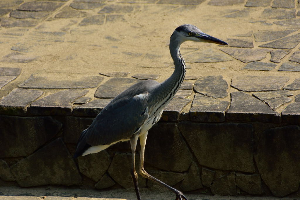 程久保川の小サギ3